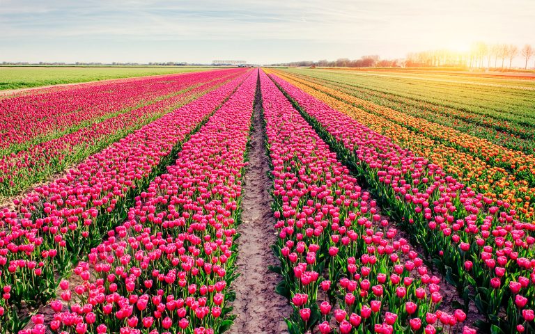 Top Attractions in Amsterdam
